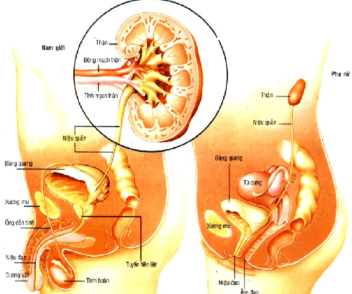 Káº¿t quáº£ hÃ¬nh áº£nh cho nhiá»m trÃ¹ng tiá»u á» tráº» em